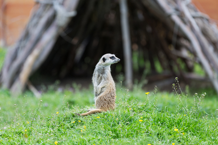 Meerkat standing alert and watchfulの写真素材
