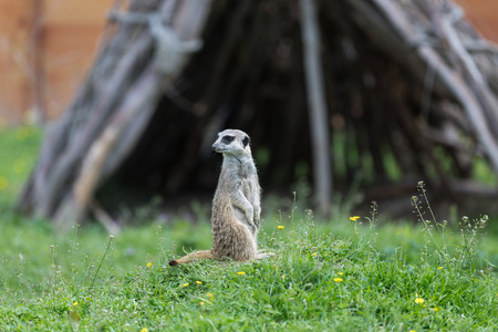 Meerkat standing alert and watchfulの写真素材
