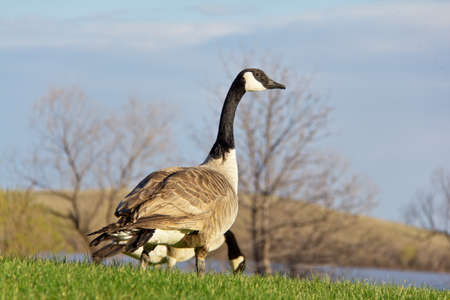 Canada goose looking up for signs of danger while grazing in the field.の写真素材
