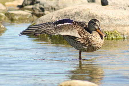 A duck in a pond standing with one leg and stretching her wingsの写真素材