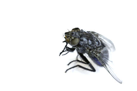 a common house fly looking like it is about to take off for flight の写真素材