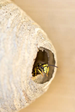 A bee keeping a lookout sticking its head out by the entrance of the bee hive.の写真素材