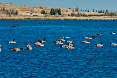 A picture of a pond with many wild geese and the reflection of the cloudsの写真素材