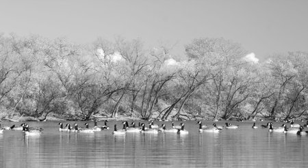 A black and white picture of a bunch of Canada wild geese in a pondの写真素材