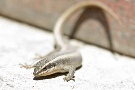 Closeup shot of a lizard on a hot and dry placeの写真素材