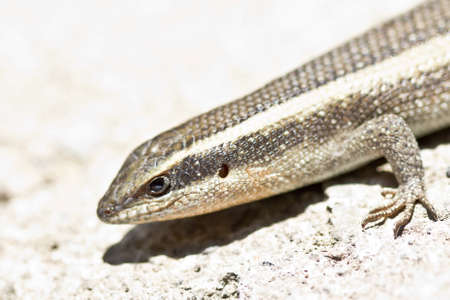 Closeup shot of a lizard on a hot and dry placeの写真素材
