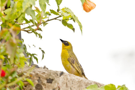 A beautiful small yellow robin looking up