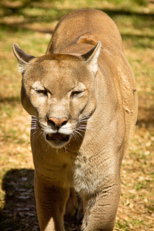 A puma, cougar or mountain lion walking aroundの写真素材