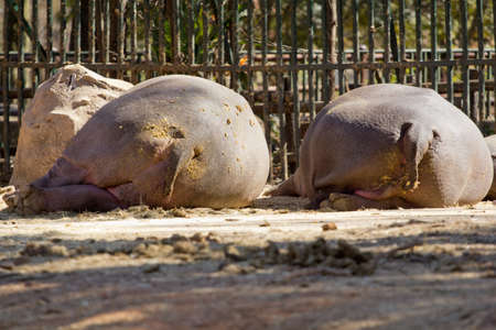The rear view of two sleeping hipposの写真素材