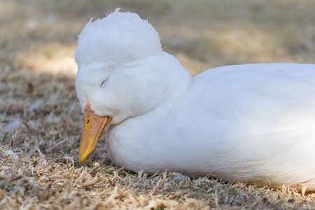 A beautiful little sleepy duck of the anatidae familyの写真素材