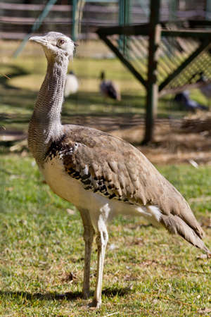 Kori Bustard standing tall on the grassの写真素材