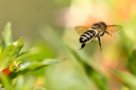 A bee flying in the air