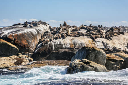 Thousands of seals sunning on Seal Island near the south western tip of South Africaの写真素材