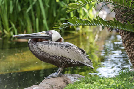 A pelican standing on a rock with its head tilted back by the side of a pondの写真素材