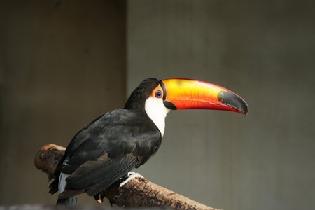 The Tuco Toucan, largest of the toucan in the world, with a large colorful beak and white chestの写真素材