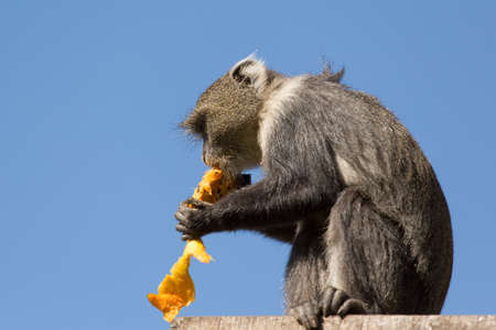 A small monkey sitting on a platform and eating a mangoの写真素材