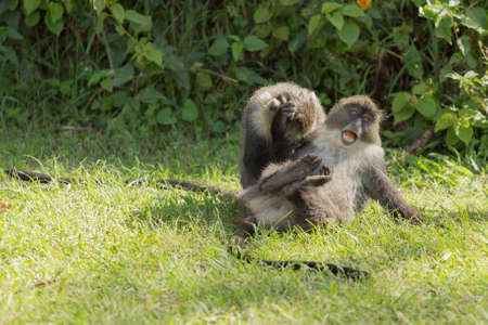 Two wild monkeys agressively fighting eachother where one is pulling the other's hairの写真素材