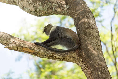 A small monkey with a furry white neck sitting comfortably on a treeの写真素材