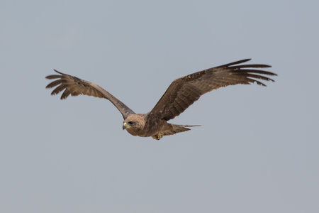 Augur Buzzard, known locally as Amora, in mid flight