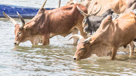 A cattle herd drinking water from lake Bishoftu in Ethiopiaの写真素材