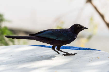 dark blue colored superb starling bird which is missing one of its feetの写真素材