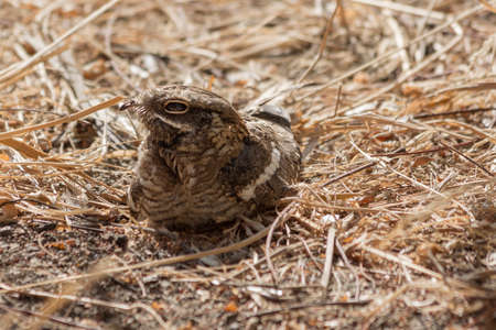 The Slender-tailed Nightjar camouflaged near Lanagno lake area in Ethiopiaの写真素材