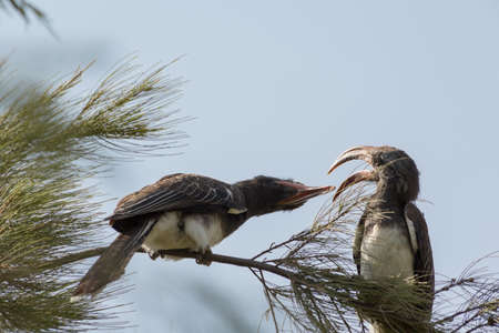 Red-billed Hornbill of fighting with their beak while standing on a twigの写真素材