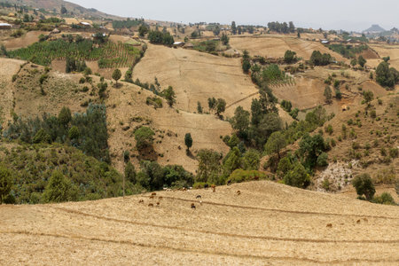 The hilly landscapes of Ethiopia near Wonchi creator lake area.