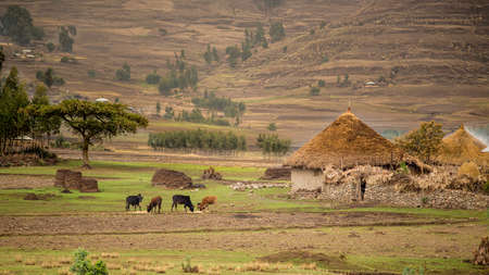 Cattle grazing near a small village hut with Tatched roof Sendafa area in Ethiopiaの写真素材