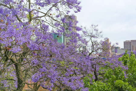 Pretoria, South Africa, also known as the Jacaranda City due to the large number of Jacaranda trees plantedの写真素材