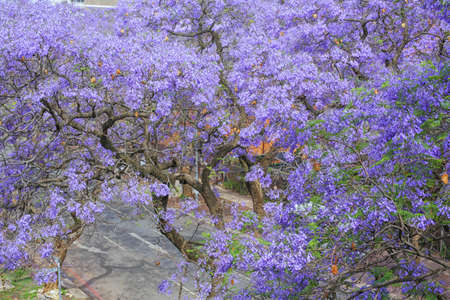 Streets of Pretoria, covered with beautiful flowers of Jacaranda treesの写真素材