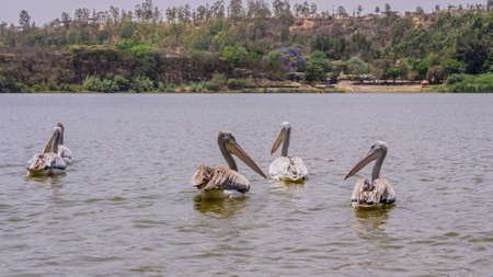 Pelicans swimming in Lake Kuriftu found near Debre Zeit, Bishoftu area of the Oromia Region of Ethiopiaの写真素材