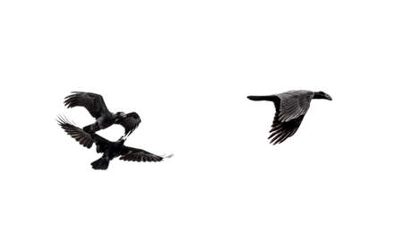 Two crows appearing to be chasing a third crow in mid flightの写真素材