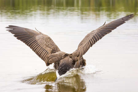 A Canadian goose about to land on water with its wings spreadの写真素材