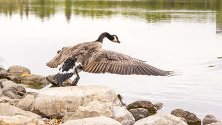A Canadian goose about to take off for flight with its wings spreadの写真素材
