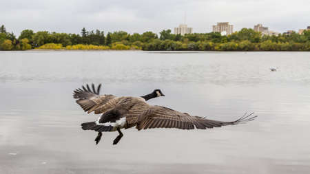 A Canadian goose about to take off for flight with its wings spreadの写真素材