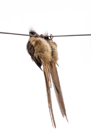 Two beautiful long tailed Speckled Mousebird hanging upside down on an electric power cableの写真素材