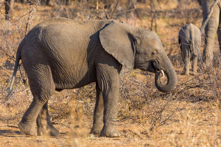 A very yount elephant wandering in the grasslands of South Africa's Pilanesberg National Parkの写真素材