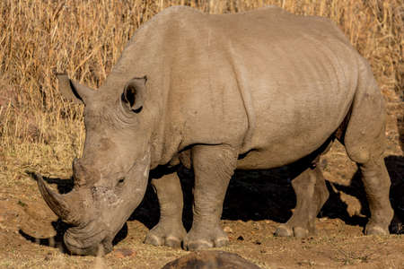 A Rhino grazing in the dry savannah lands of Pilanesberg National Park, South Africaの写真素材
