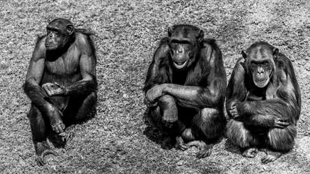 Three chimps sitting next to eachotherの写真素材