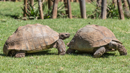 A male Sulcata tortoise slowly following its female counterpartの写真素材