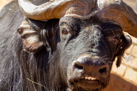 A close-up shot of a male buffalo showing its front teethの写真素材