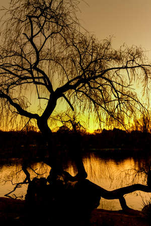 Silhouette of a tree on zoo lake during a beautiful sunsetの写真素材
