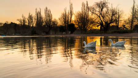 White ducks swimming on the golden colored zoo lake lit by the setting sunの写真素材