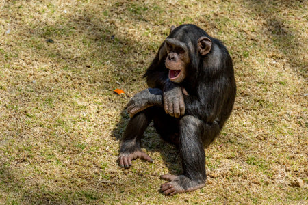 Male adult chimp communicating with facial expression and hand gestures