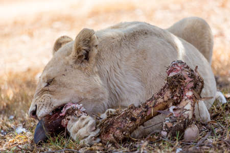 A beautiful white lioness eating the remainder of her killの写真素材