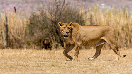 A lioness strolling around in the dry savannah lands of at a national park in South Africaの写真素材