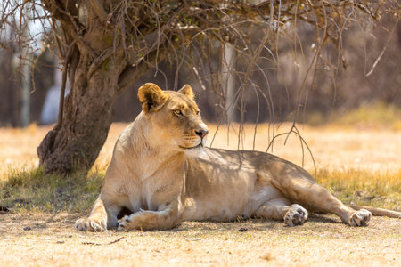 A lioness resting under the shade of a small tree at a national park in South Africaの写真素材