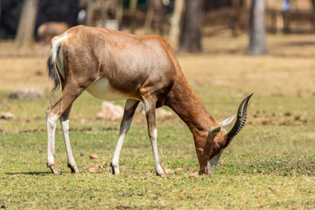 A Blesbok, a large herbivore endemic to South Africa in a South Africa National Park
