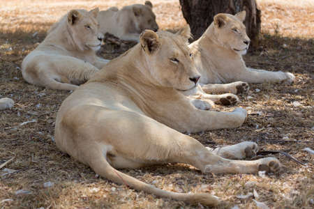 A small family of white lions indigenous to South Africaの写真素材